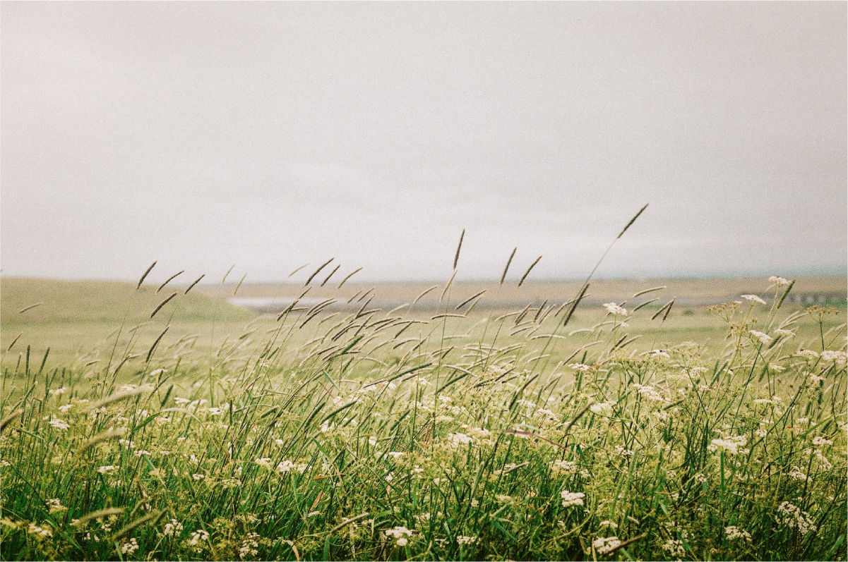 Beautiful field of wildflowers nature